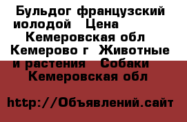 Бульдог французский иолодой › Цена ­ 5 000 - Кемеровская обл., Кемерово г. Животные и растения » Собаки   . Кемеровская обл.